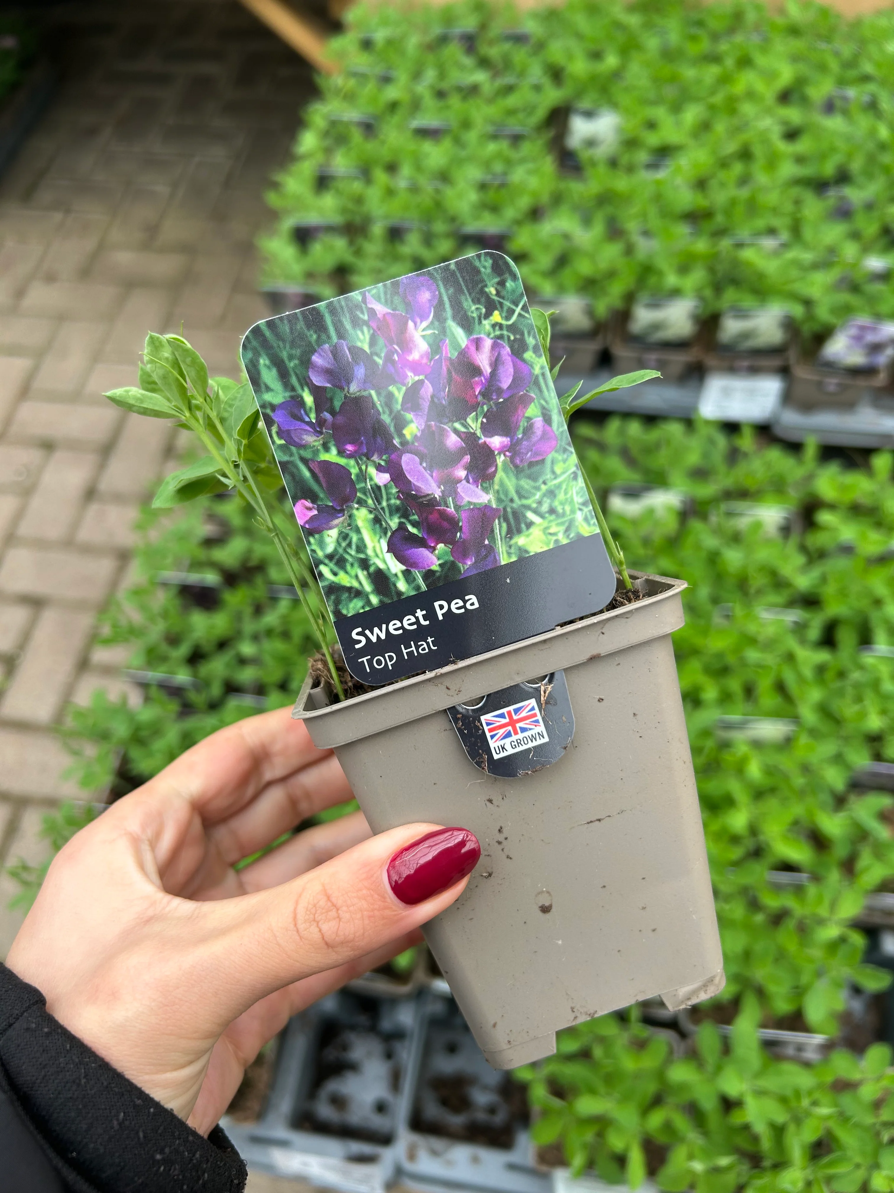 Plants & growing